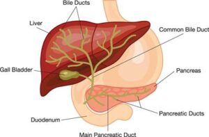 Endoscopic retrograde cholangiopancreatography (ERCP) 